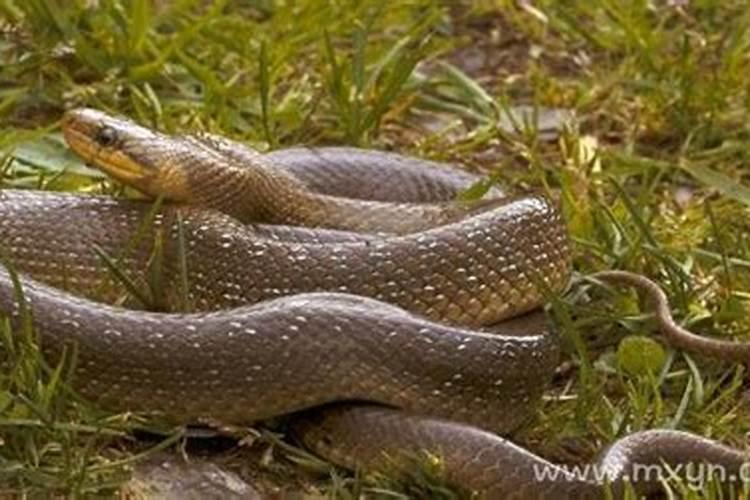 梦见大蛇是什么预兆女人？