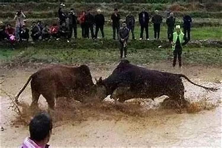 梦见俩头牛冲到家里