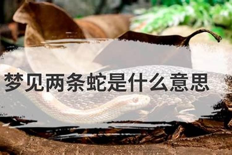 怀孕梦见两条蛇是什么意思？