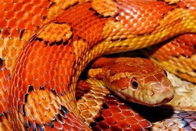 梦到一条红色的蛇追我