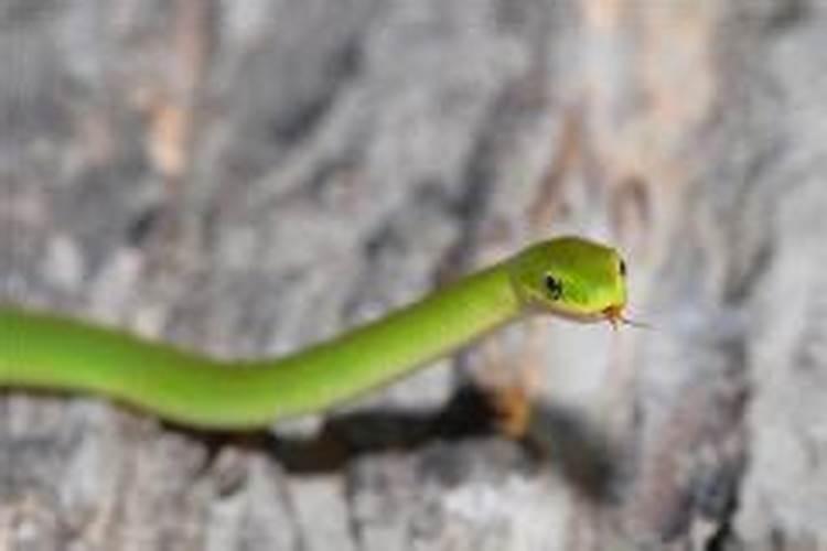 梦见了一条青蛇解梦