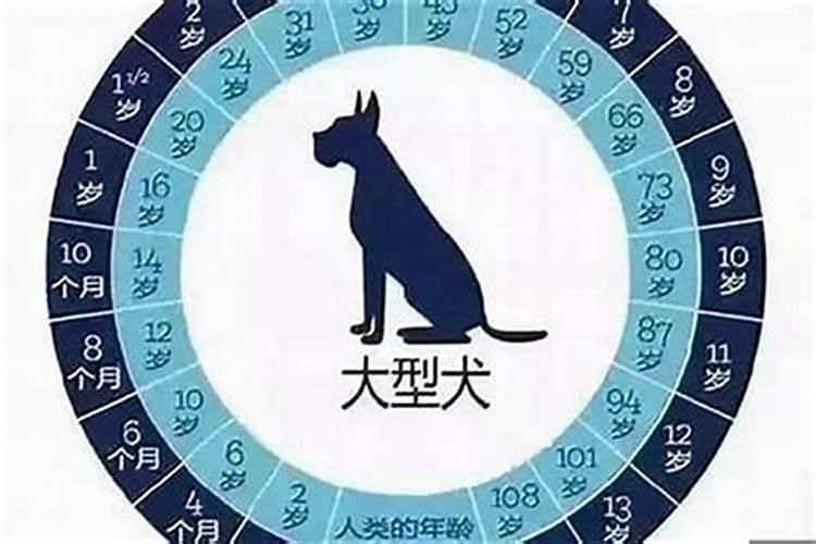 生肖狗今年多少岁？