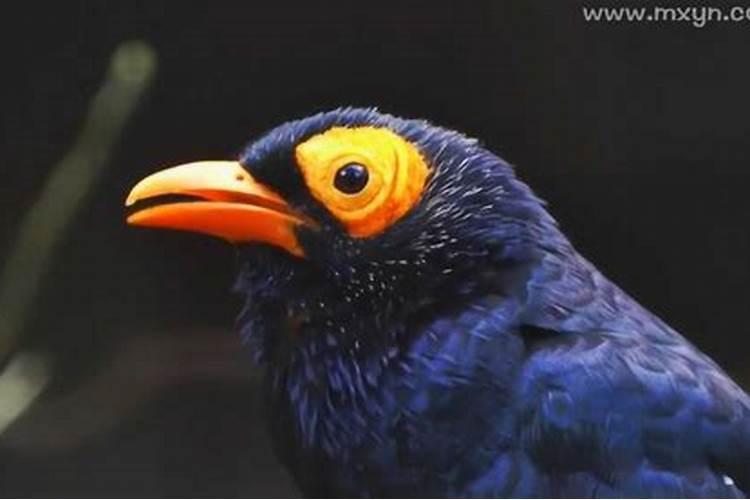 梦见会说话的鸟飞来手上