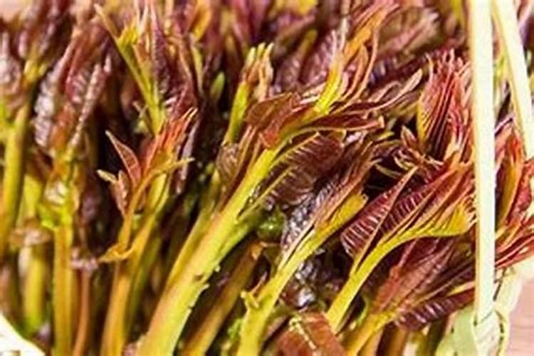 梦见摘香椿是什么意思？