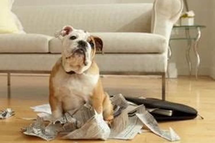 养活宠物狗影响运势吗？