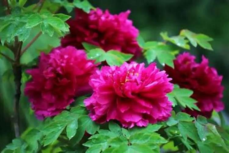 清明节哪里能看花？