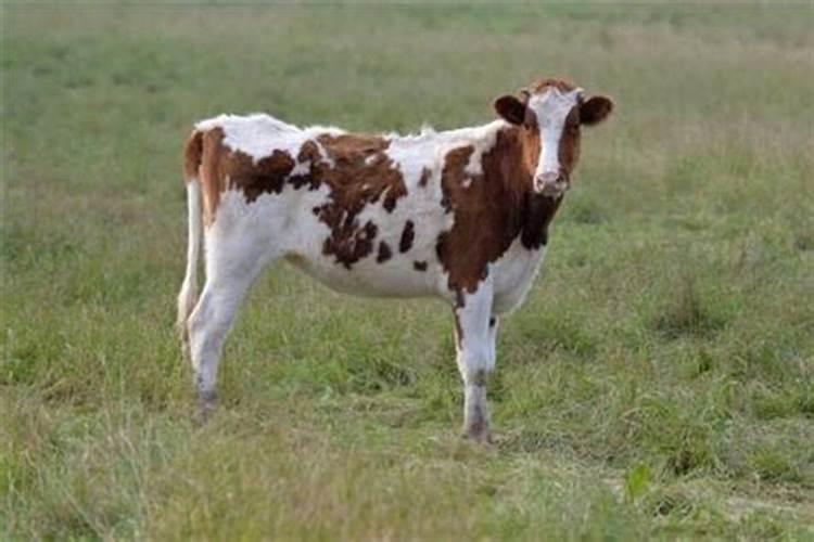 梦见牛哭是什么预兆？