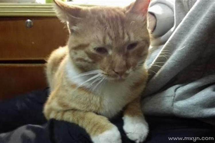 梦见猫赶不走是什么意思？