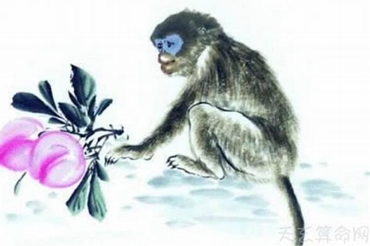 属相猴和属相狗婚配吗？