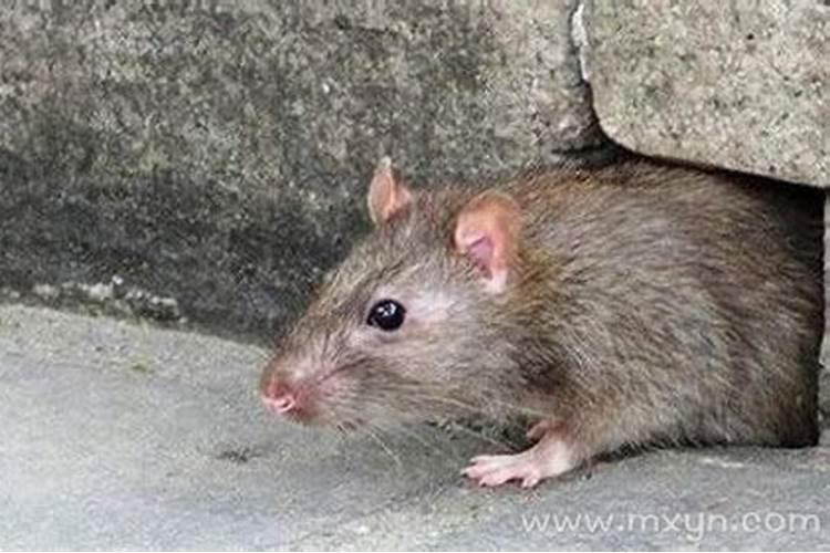 梦见老鼠在屋里乱跑并跳到我身上