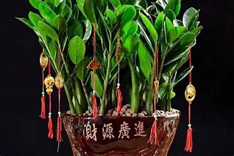 属鸡增加事业运的植物