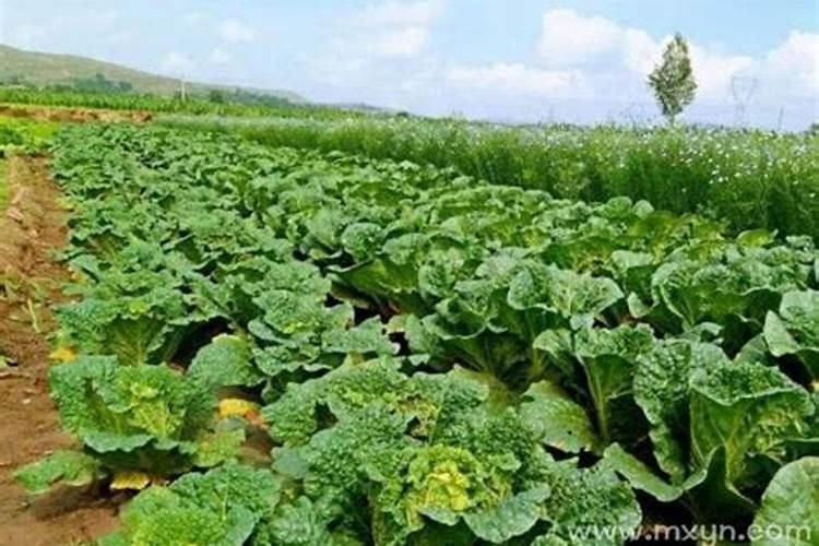 梦见收庄稼是什么意思？