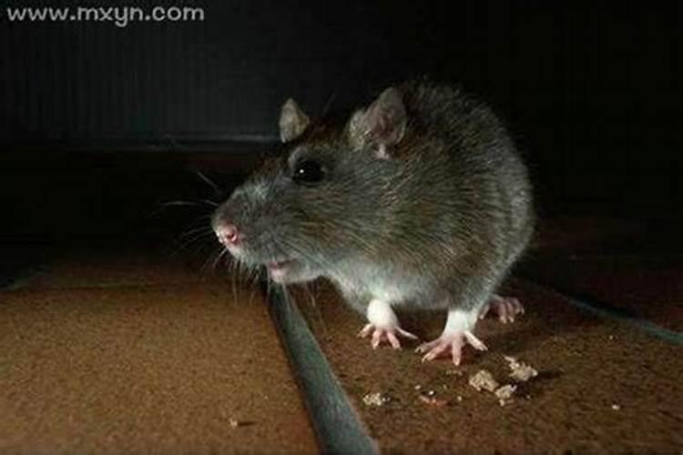 梦见老鼠咬自己号码是