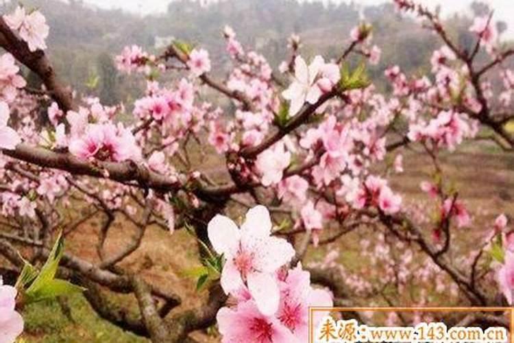 八字算命桃花什么意思？