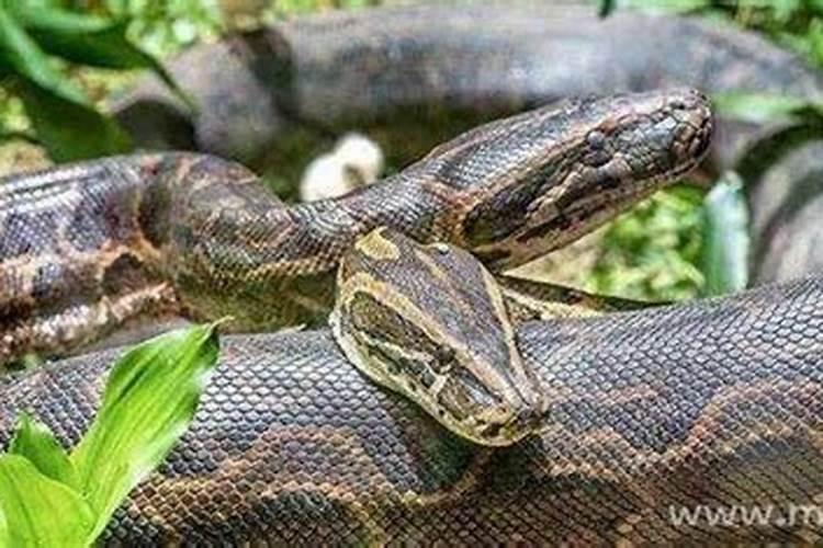 已婚男人梦见蟒蛇是什么预兆？