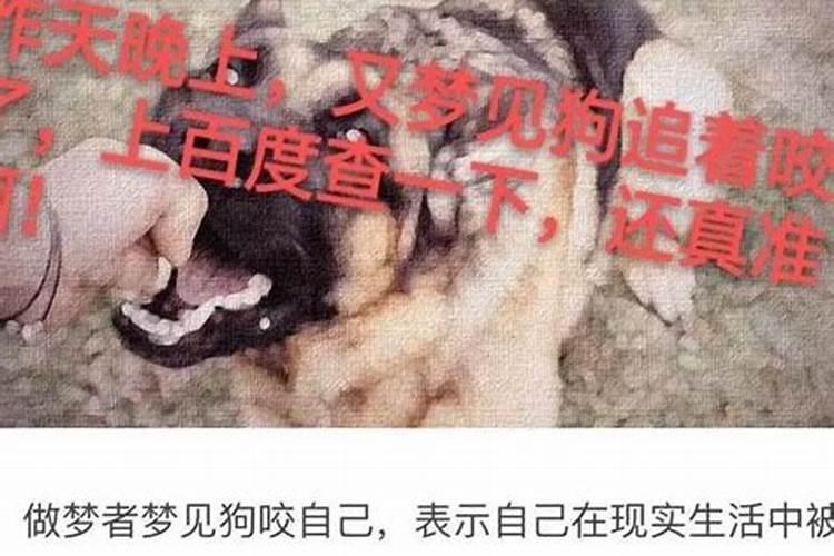 梦到自己狗咬了自己的手