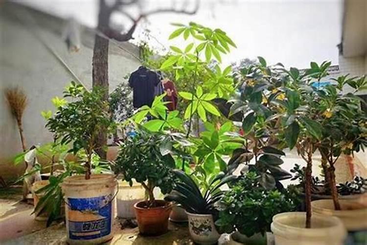 梦见前夫的外公死了