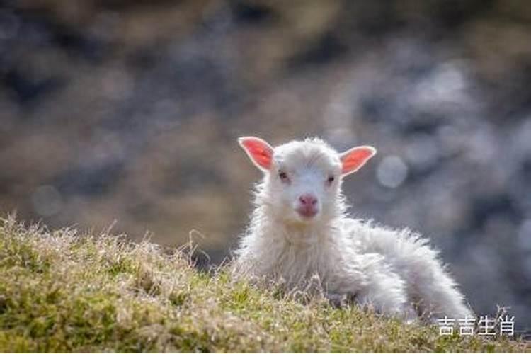 腊月出生的羊心毒