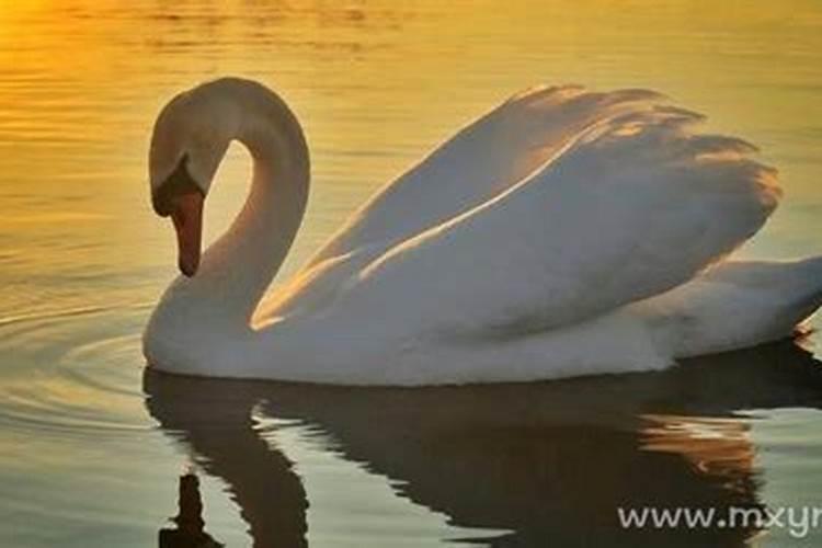 梦见天鹅是什么意思？