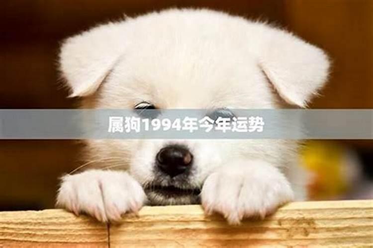 94年的狗今年运势怎么样？