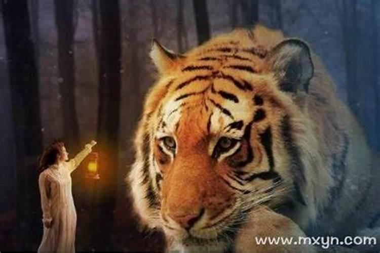 白天梦见老虎追我是什么预兆？