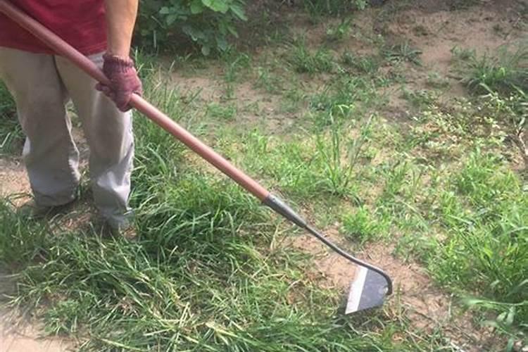 梦见拿铲子去铲草但没铲