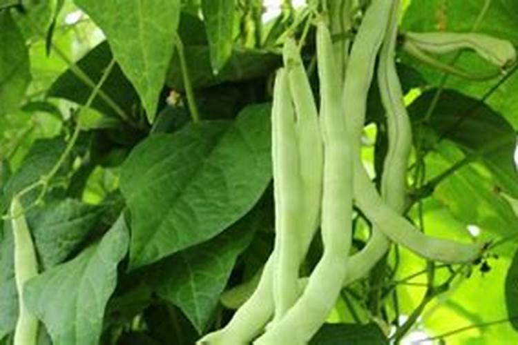 梦见芸豆是什么意思？