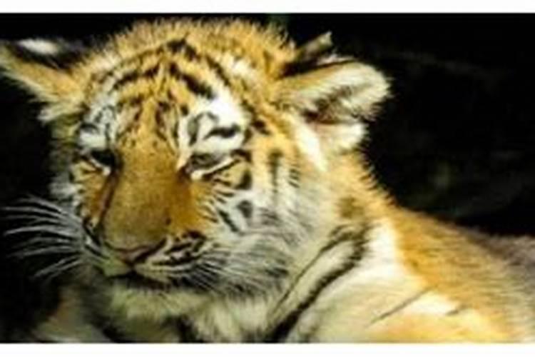 梦虎旺三年碰虎衰十年