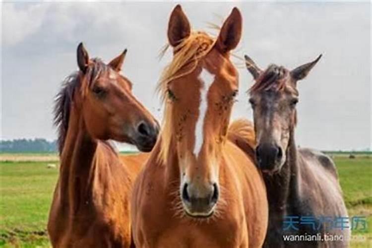 男属马婚配哪个属相最好？