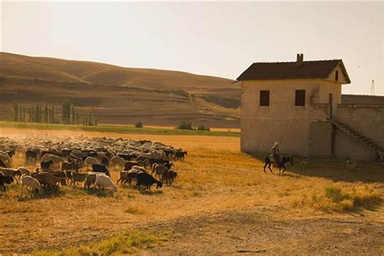 91属羊2026运势如何？