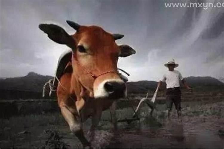 梦见牛不见了有什么预兆？