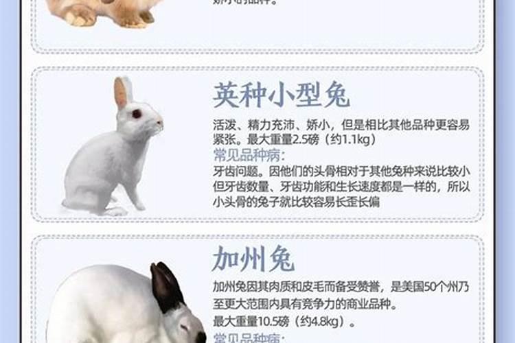 梦见吃兔子肉什么征兆？