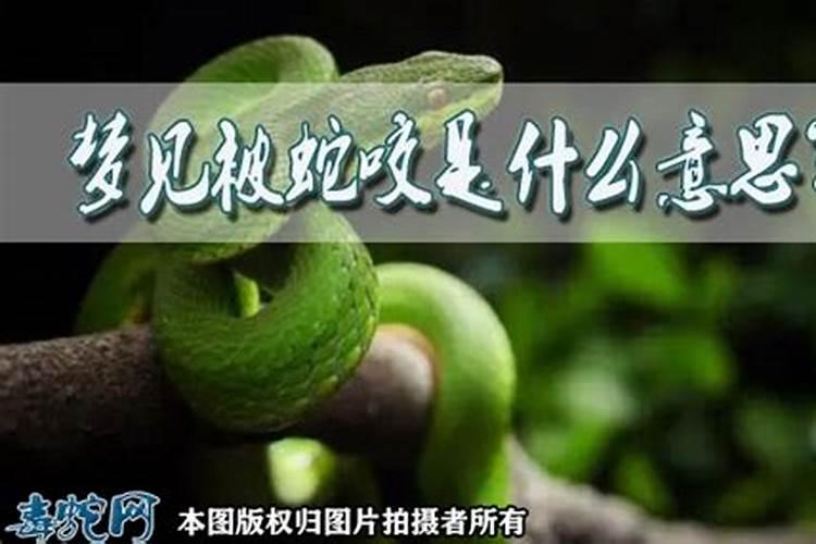 梦见儿子被蛇咬然后把蛇治死了