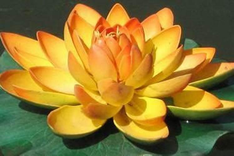 1972年出生的今年的运势如何？