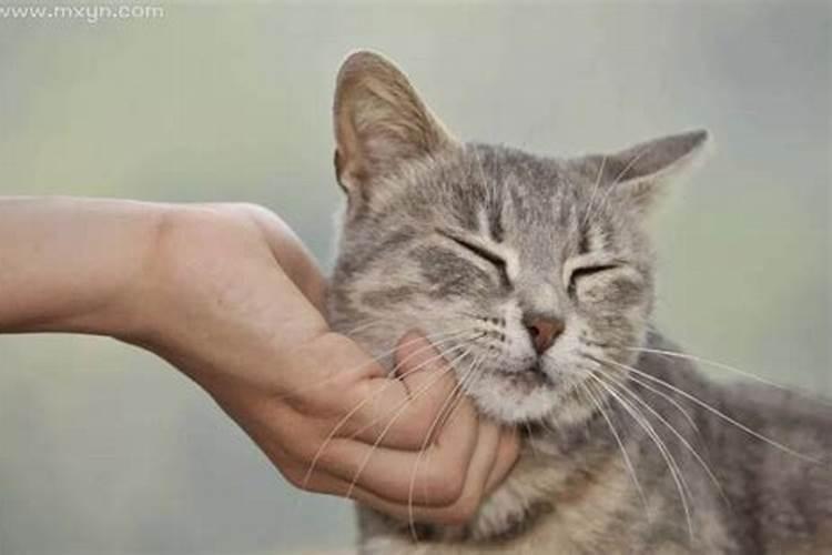 梦见猫是什么预兆吗？