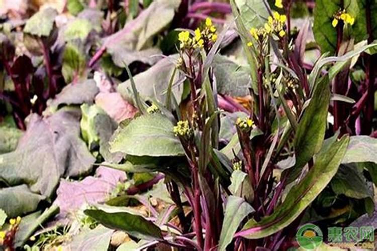 初一梦见红菜苔和钱