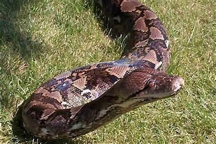 梦见蟒蛇吃人是胎梦吗？