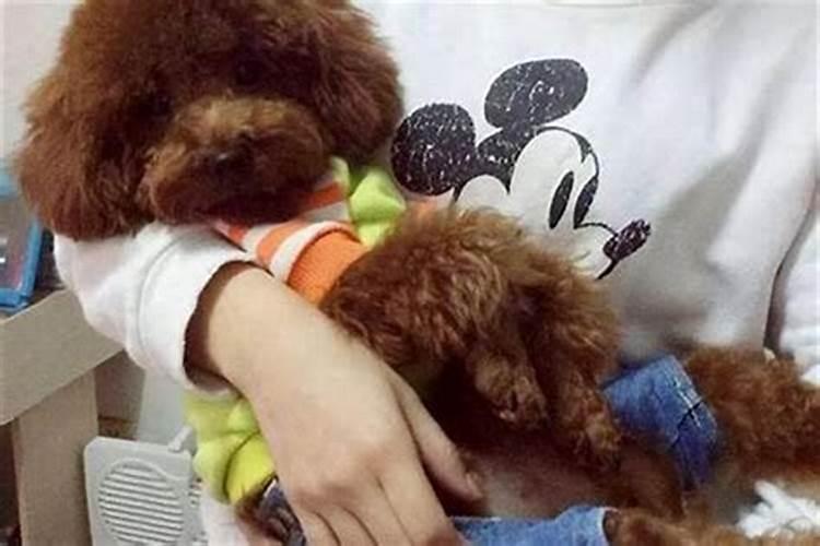 狗害羞童子命的人吗？