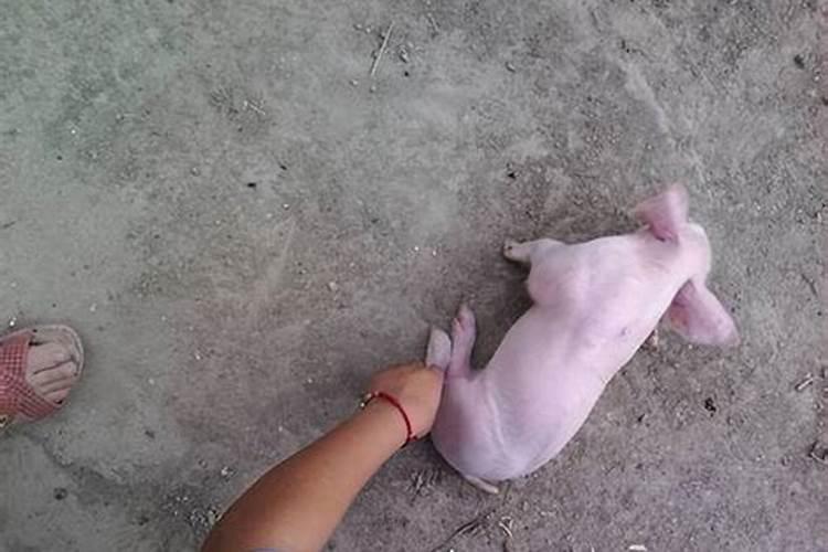 小猪生辰八字腿怎么给他绑上？