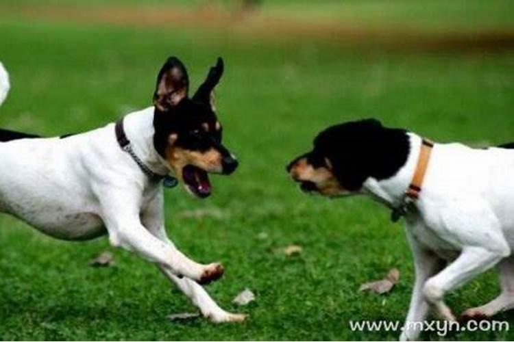 梦见狗咬是什么意思周公解梦？