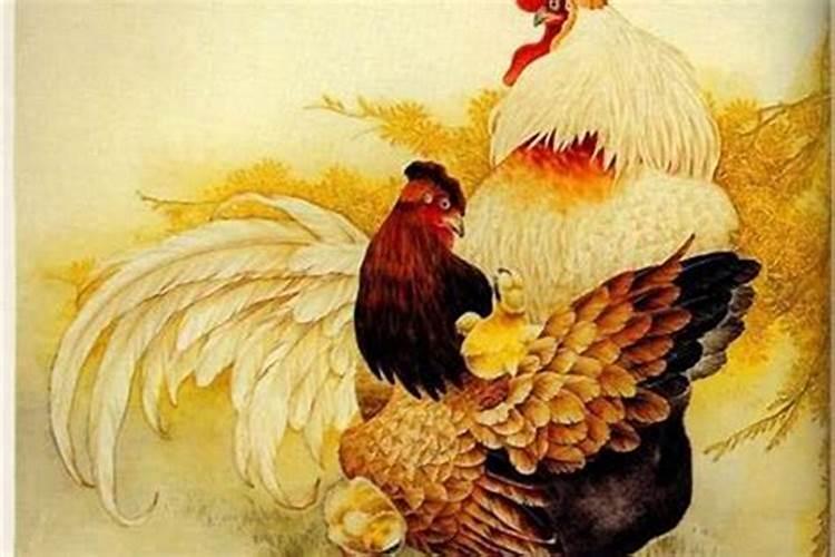 本命年的财运如何属鸡？