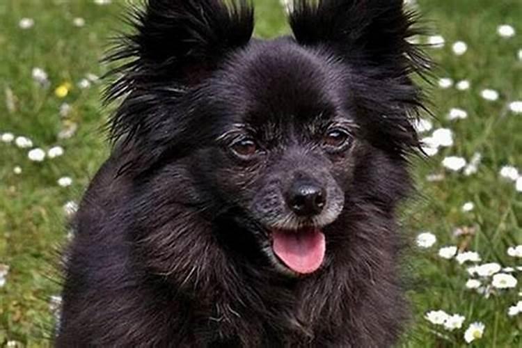 梦见老鼠咬自己是怎么回事？