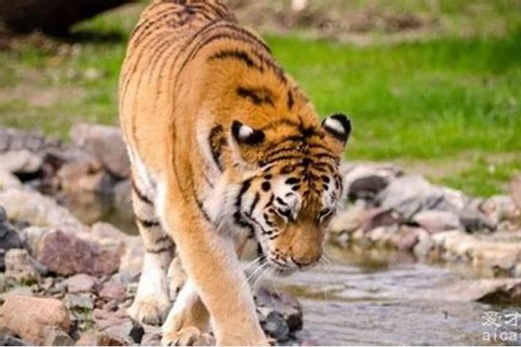 梦见老虎是什么预兆呢？