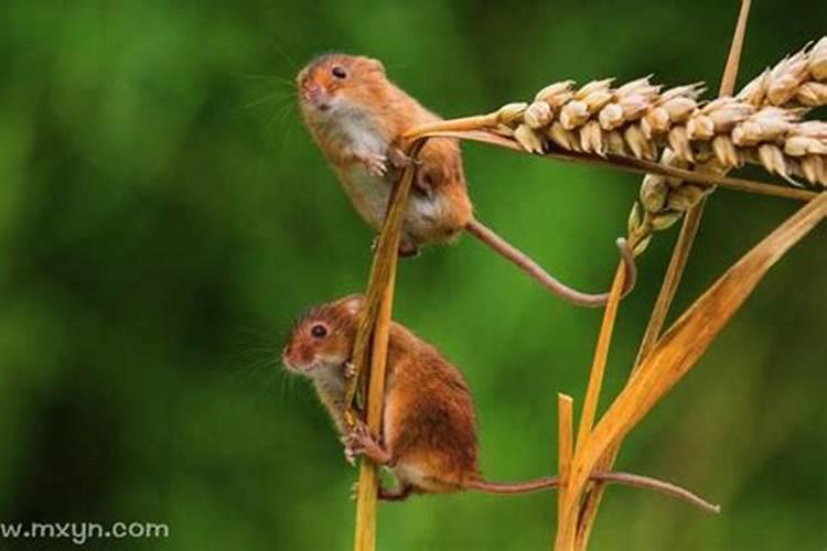 梦见了一窝老鼠是什么意思？