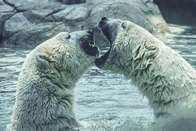 梦见北极熊是什么意思？