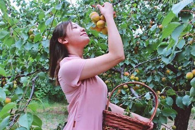 做梦摘杏是什么意思？