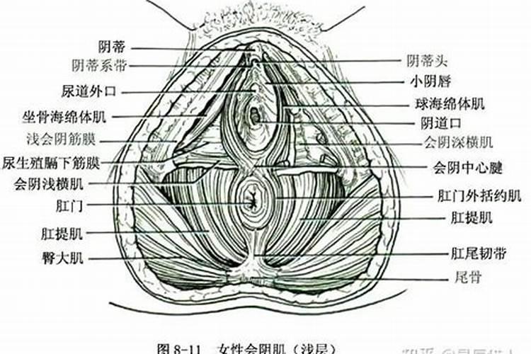 梦见女人的生殖部位
