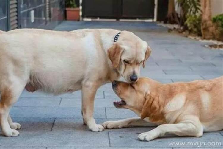 梦见狗是怀孕的前兆吗？