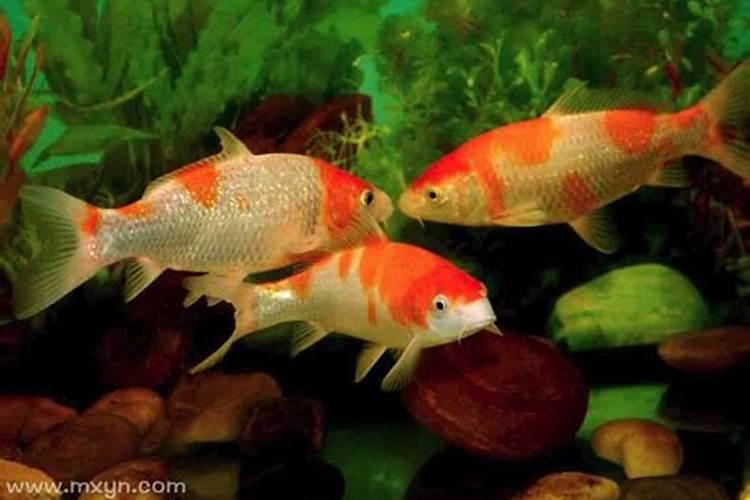 梦见很多鱼在水里游什么意思啊？