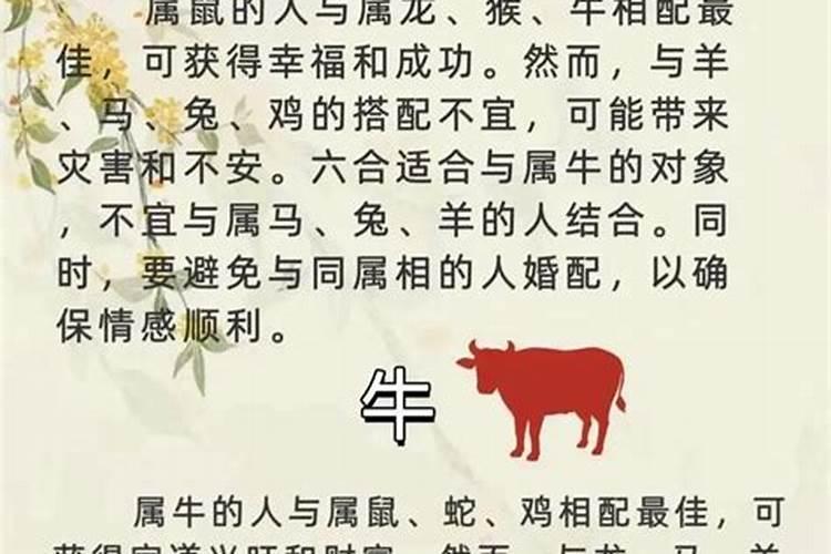 八字测婚姻牛和蛇